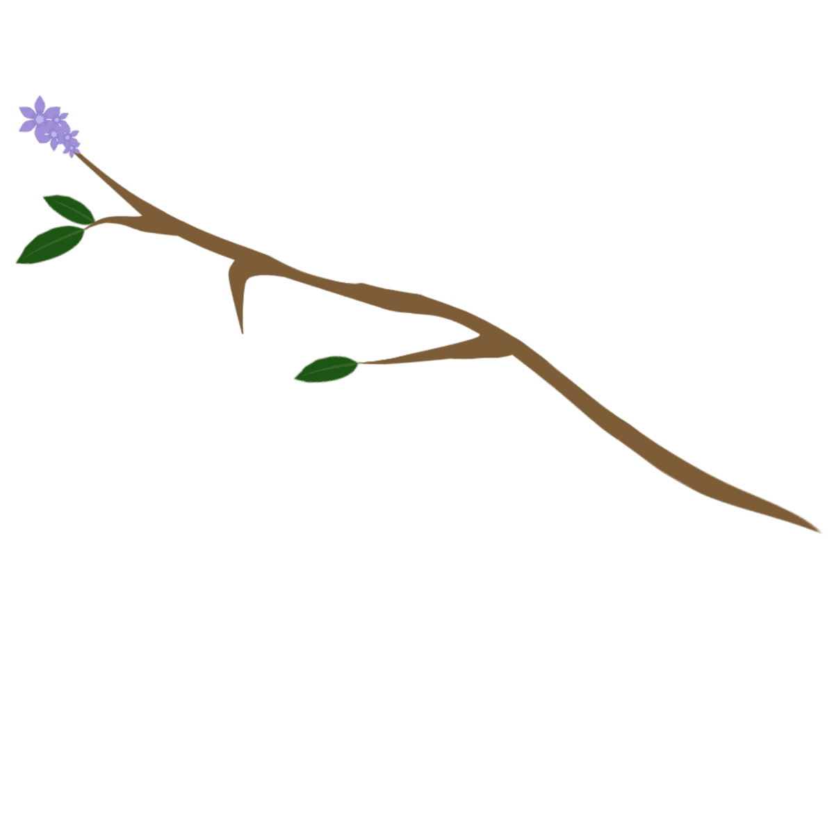 Branch